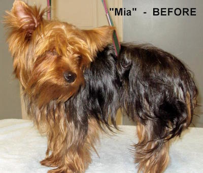 Mia Before Grooming